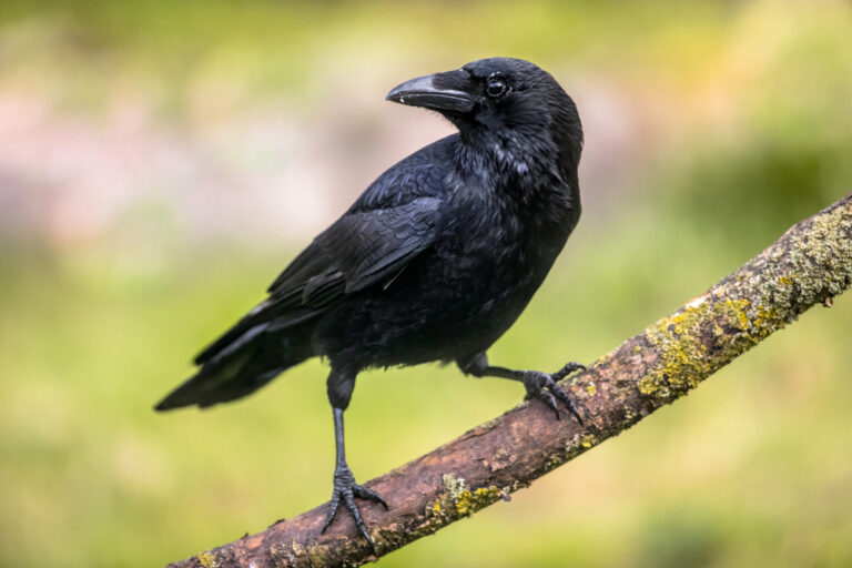 What Lessons Can A Crow Teach About Finances?