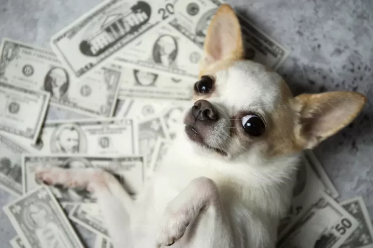 How To Deal With Saving Money On Dogs And Pets