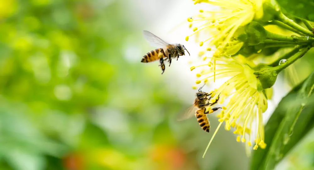 Learn from bees how to save money